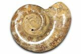 Jurassic Ammonite (Hemilytoceras) Fossil - Madagascar #349157-1